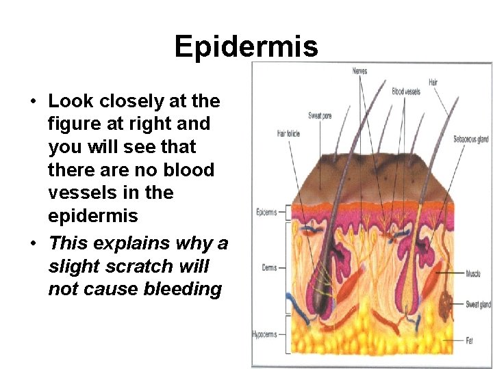 Epidermis • Look closely at the figure at right and you will see that
