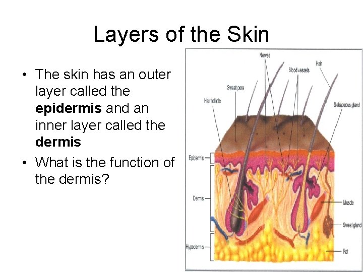 Layers of the Skin • The skin has an outer layer called the epidermis