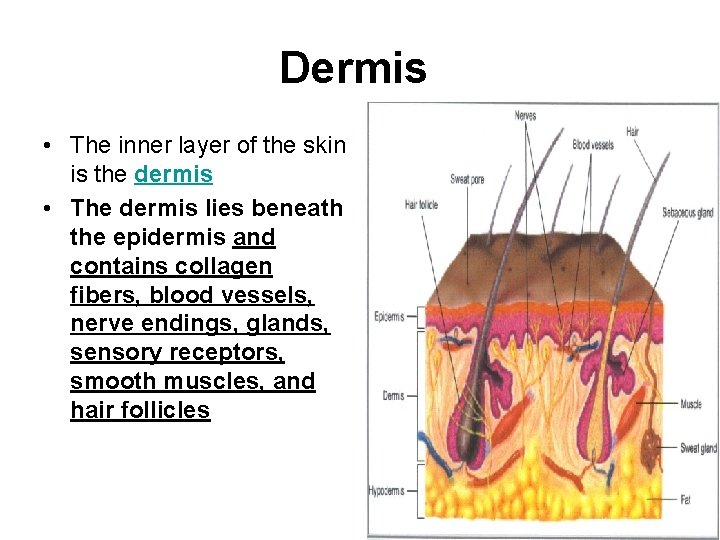 Dermis • The inner layer of the skin is the dermis • The dermis