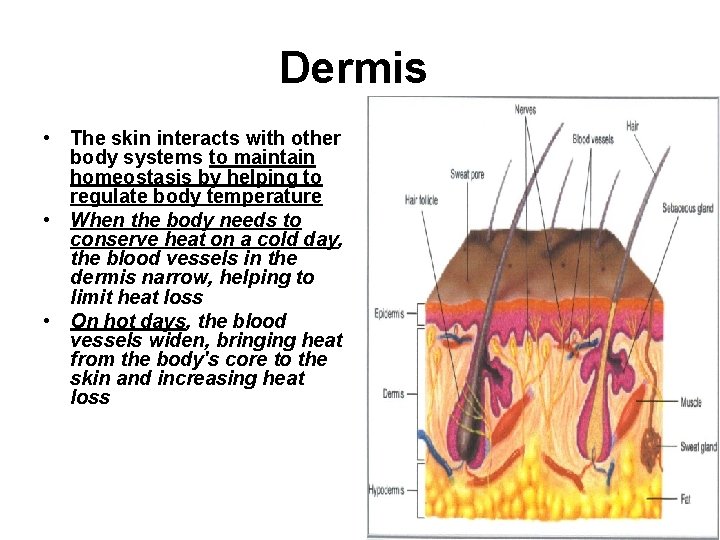 Dermis • The skin interacts with other body systems to maintain homeostasis by helping