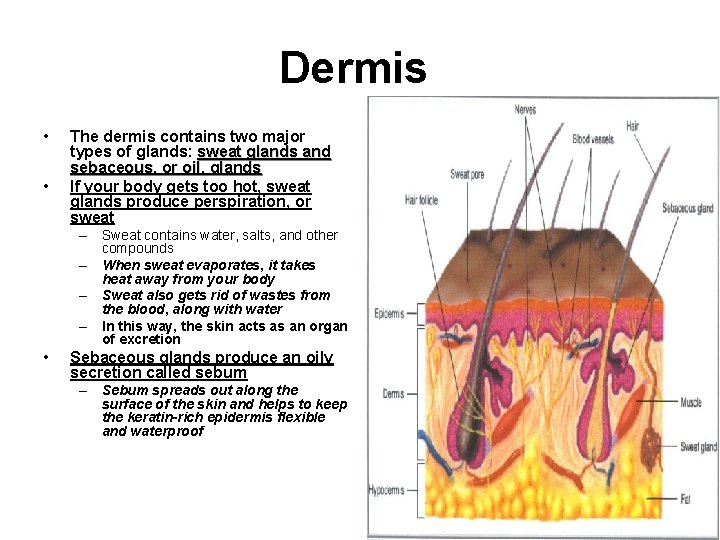 Dermis • • The dermis contains two major types of glands: sweat glands and