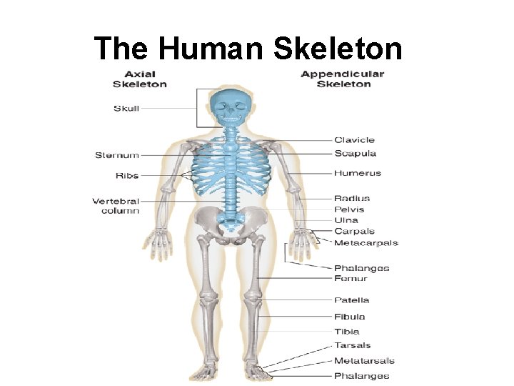 The Human Skeleton 