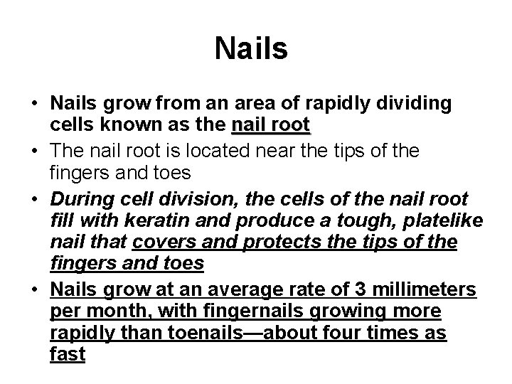 Nails • Nails grow from an area of rapidly dividing cells known as the