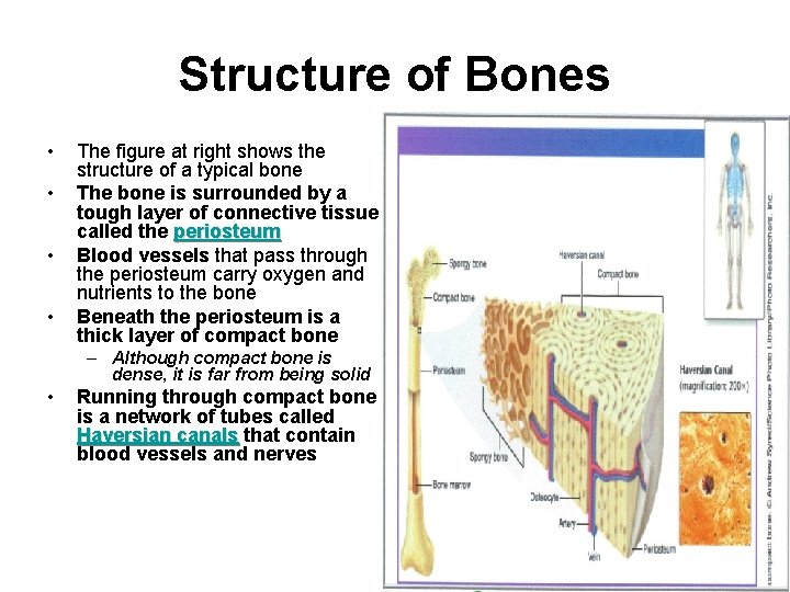 Structure of Bones • • The figure at right shows the structure of a