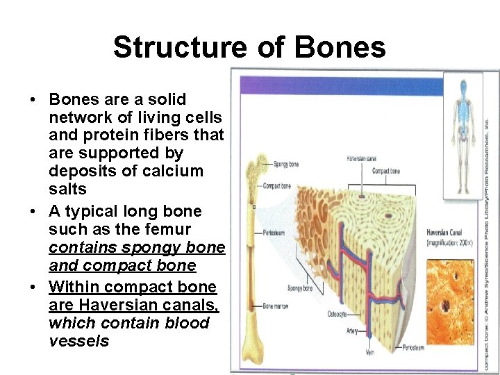 Structure of Bones • Bones are a solid network of living cells and protein