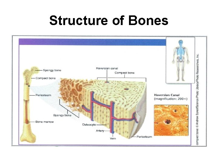 Structure of Bones 