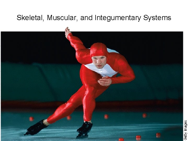 Skeletal, Muscular, and Integumentary Systems 