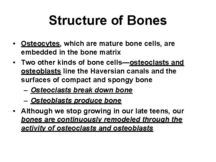 Structure of Bones • Osteocytes, which are mature bone cells, are Osteocytes embedded in