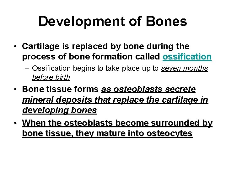 Development of Bones • Cartilage is replaced by bone during the process of bone