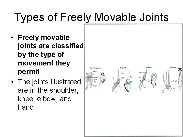 Types of Freely Movable Joints • Freely movable joints are classified by the type