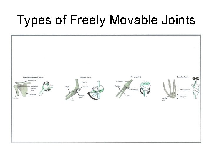 Types of Freely Movable Joints 