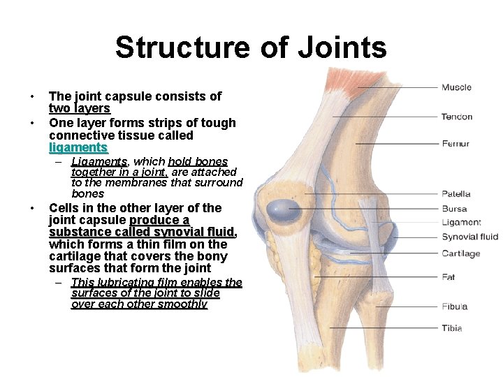 Structure of Joints • • The joint capsule consists of two layers One layer
