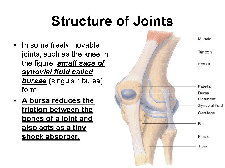 Structure of Joints • In some freely movable joints, such as the knee in