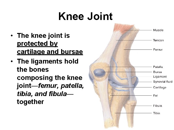 Knee Joint • The knee joint is protected by cartilage and bursae • The
