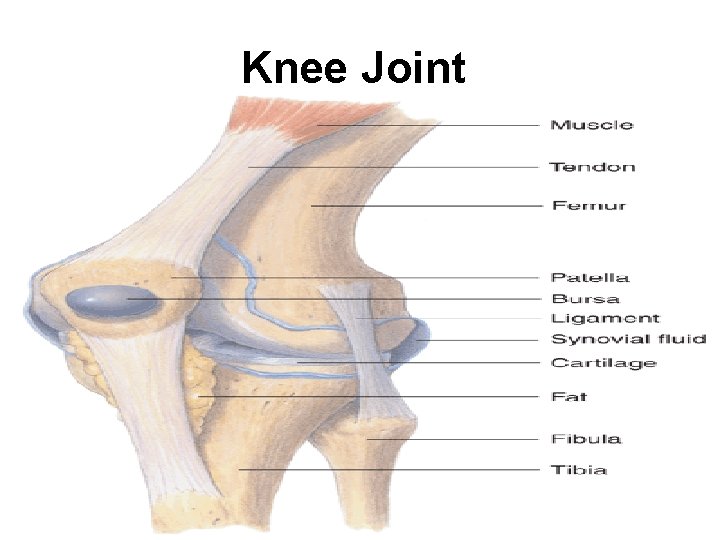 Knee Joint 