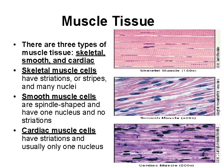 Muscle Tissue • There are three types of muscle tissue: skeletal, smooth, and cardiac