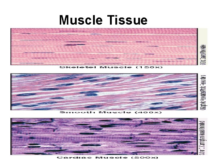 Muscle Tissue 