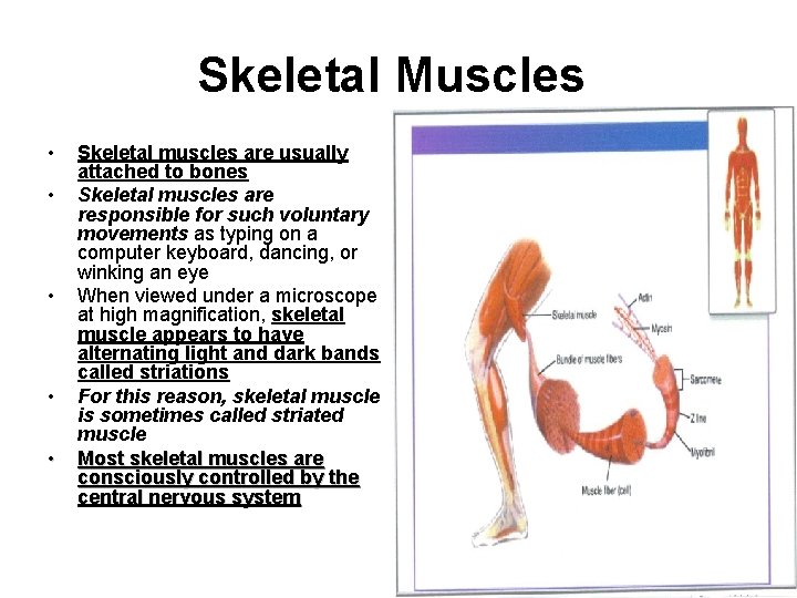 Skeletal Muscles • • • Skeletal muscles are usually attached to bones Skeletal muscles