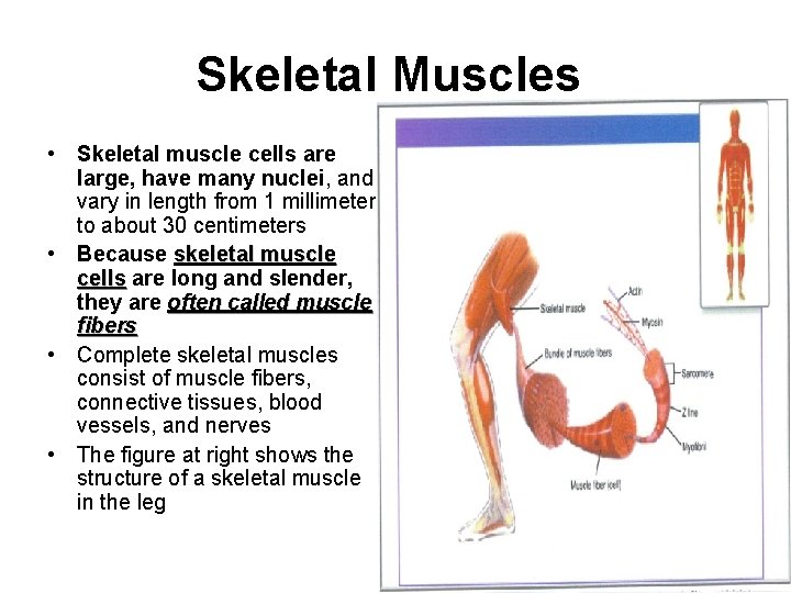 Skeletal Muscles • Skeletal muscle cells are large, have many nuclei, and vary in