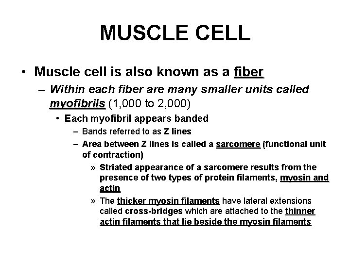 MUSCLE CELL • Muscle cell is also known as a fiber – Within each