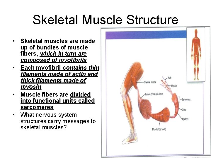 Skeletal Muscle Structure • Skeletal muscles are made up of bundles of muscle fibers,