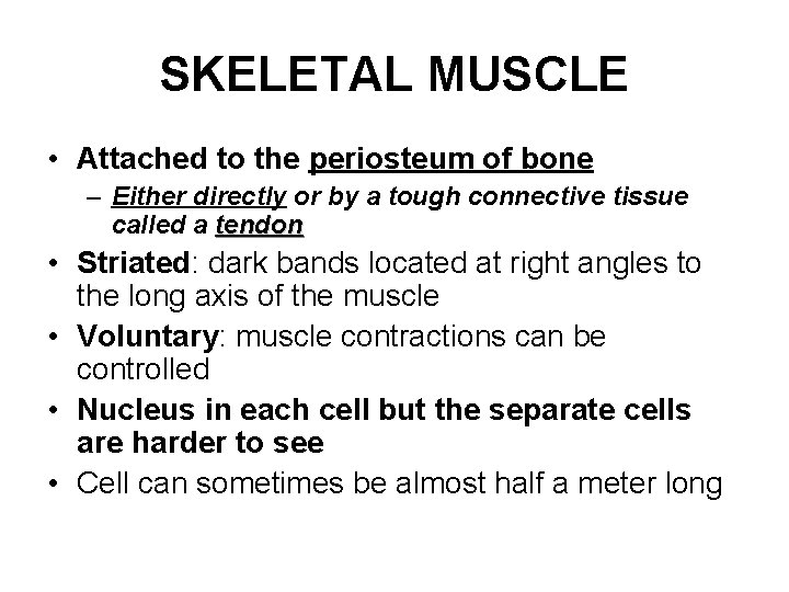 SKELETAL MUSCLE • Attached to the periosteum of bone – Either directly or by