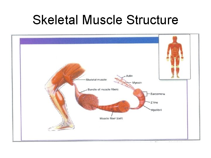 Skeletal Muscle Structure 