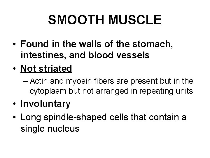 SMOOTH MUSCLE • Found in the walls of the stomach, intestines, and blood vessels