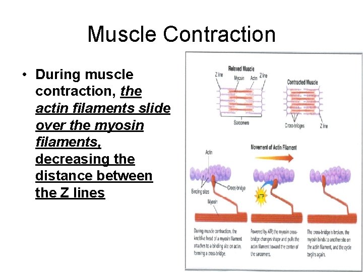 Muscle Contraction • During muscle contraction, the actin filaments slide over the myosin filaments,