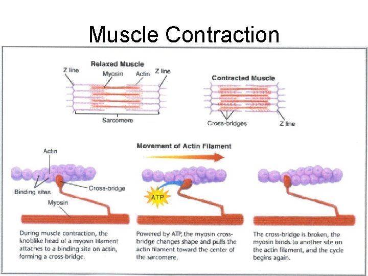 Muscle Contraction 