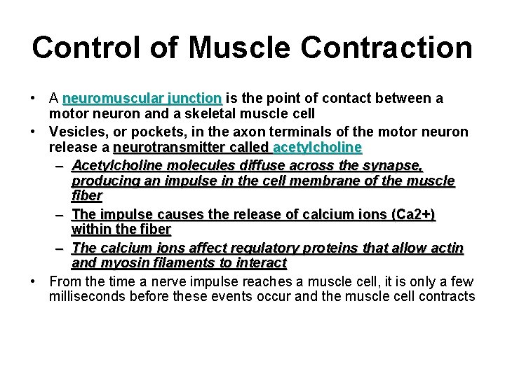 Control of Muscle Contraction • A neuromuscular junction is the point of contact between