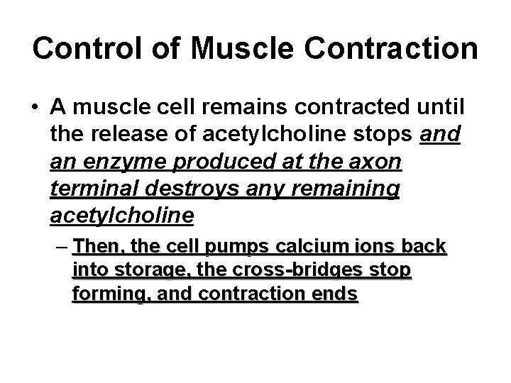 Control of Muscle Contraction • A muscle cell remains contracted until the release of