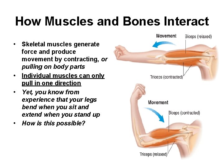 How Muscles and Bones Interact • Skeletal muscles generate force and produce movement by