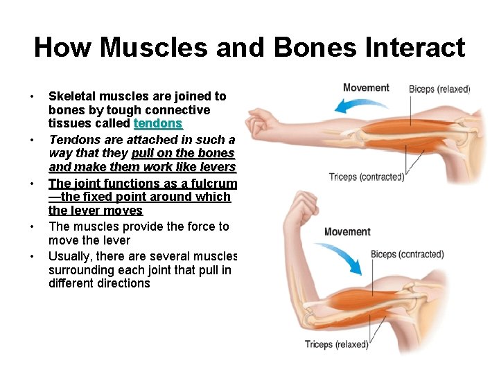 How Muscles and Bones Interact • • • Skeletal muscles are joined to bones