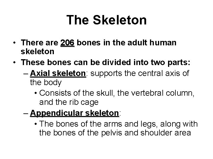 The Skeleton • There are 206 bones in the adult human 206 skeleton •