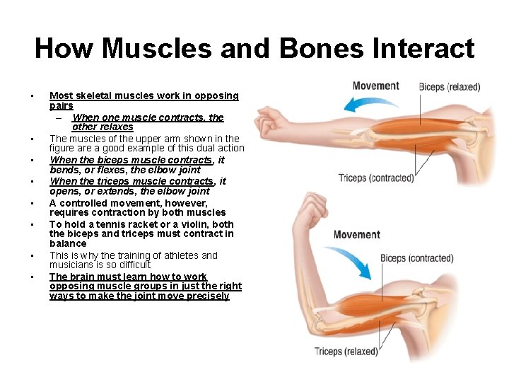 How Muscles and Bones Interact • • Most skeletal muscles work in opposing pairs