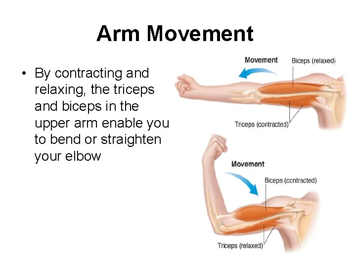 Arm Movement • By contracting and relaxing, the triceps and biceps in the upper