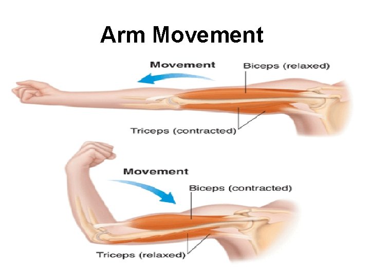 Arm Movement 