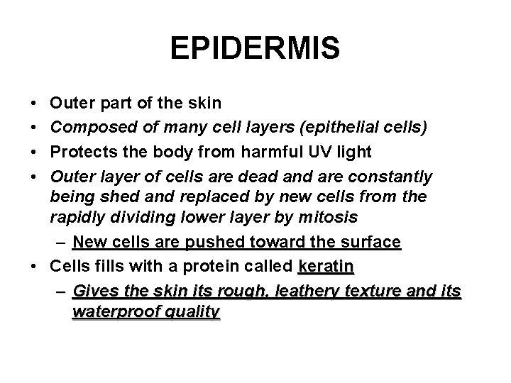 EPIDERMIS • • Outer part of the skin Composed of many cell layers (epithelial