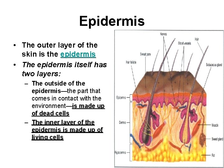 Epidermis • The outer layer of the skin is the epidermis • The epidermis