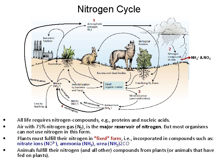 Nitrogen Cycle 1 2 NH 4+ & NO 3 - denitrifi cation tr Ni