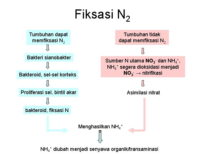 Fiksasi N 2 Tumbuhan dapat memfiksasi N 2 Bakteri sianobakter Tumbuhan tidak dapat memfiksasi