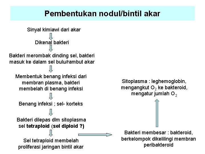 Pembentukan nodul/bintil akar Sinyal kimiawi dari akar Dikenal bakteri Bakteri merombak dinding sel, bakteri