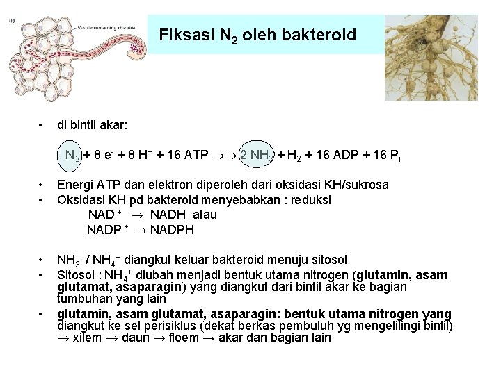 Fiksasi N 2 oleh bakteroid • di bintil akar: N 2 + 8 e-
