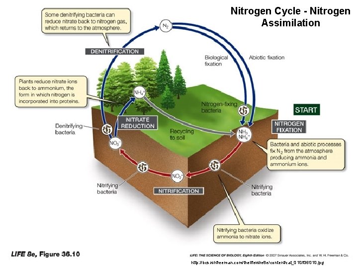 Nitrogen Cycle - Nitrogen Assimilation http: //bcs. whfreeman. com/thelifewire 8 e/content/cat_010/f 36010. jpg 