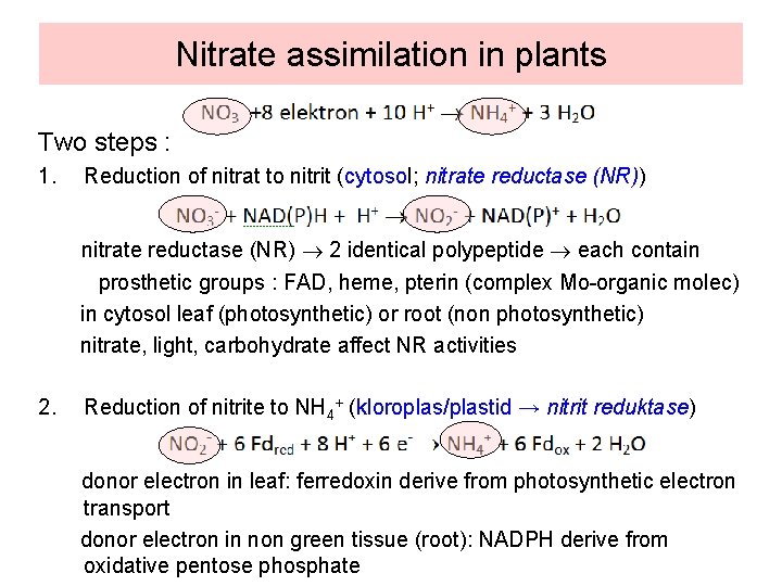 Nitrate assimilation in plants Two steps : 1. Reduction of nitrat to nitrit (cytosol;