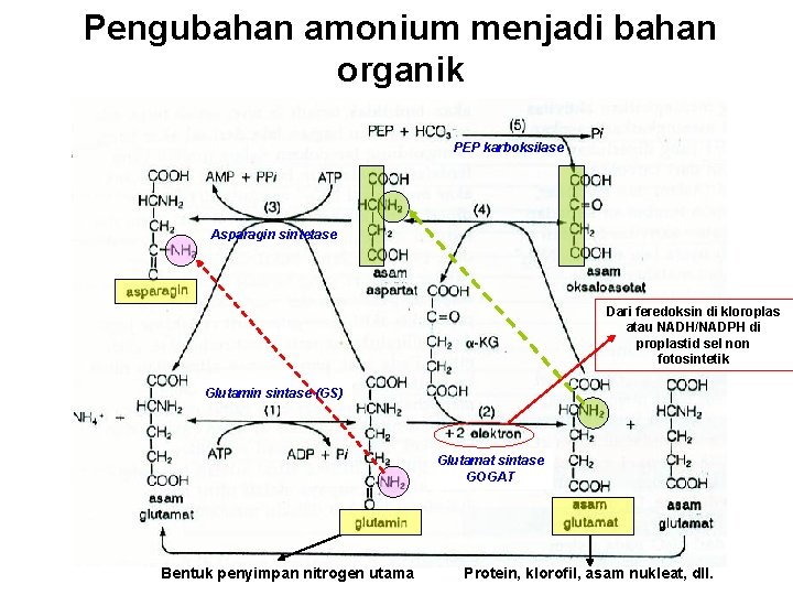 Pengubahan amonium menjadi bahan organik PEP karboksilase Asparagin sintetase Dari feredoksin di kloroplas atau