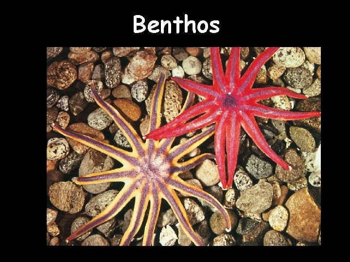 Benthos 