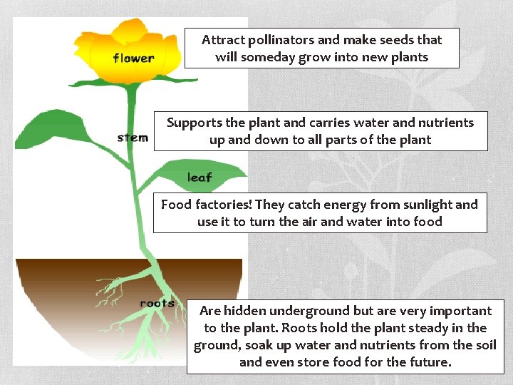 PLANT LIFE CYCLES Understand how plants grow and