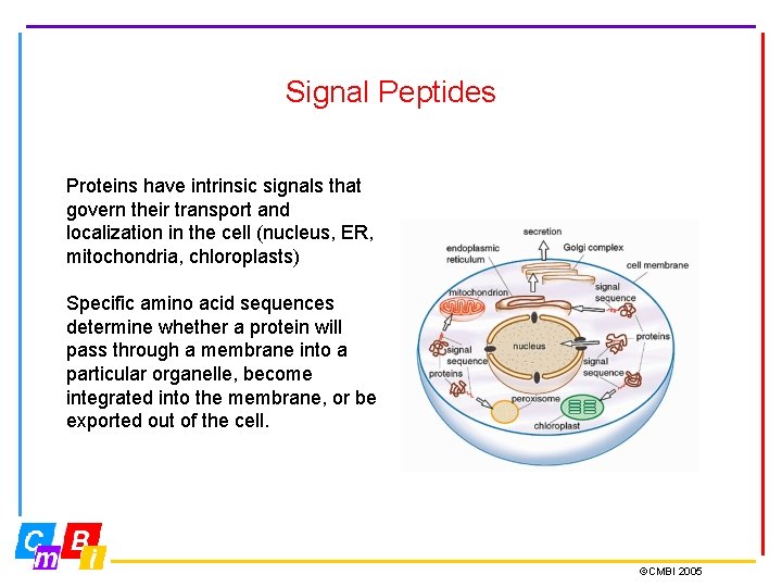 Signal Peptides Proteins have intrinsic signals that govern their transport and localization in the